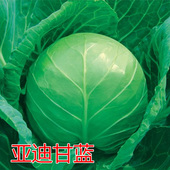 甘蓝种子甘蓝苗卷心菜种籽大头菜早熟抗逆性强耐裂球四季 蔬菜亚迪
