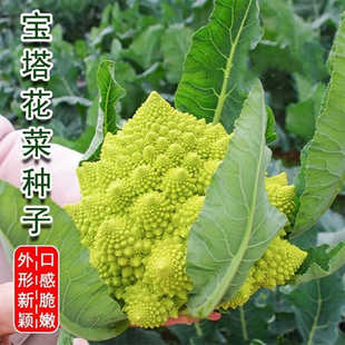 宝塔花菜种子绿色菜花种籽罗马宝塔菜种籽花椰菜秋季四季蔬菜种籽