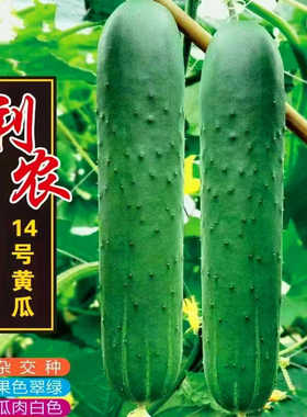 水果黄瓜种子大青吊瓜种籽油绿青皮脆甜四季高产蔬菜种籽利农14号