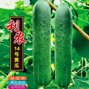 水果黄瓜种子大青吊瓜种籽油绿青皮脆甜四季高产蔬菜种籽利农14号