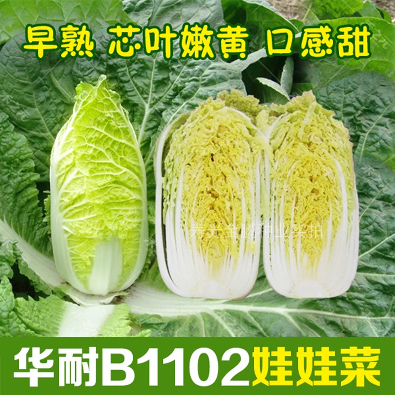 华耐娃娃菜种孑小型黄心黄芯白菜秋季蔬菜种籽四季高山蔬菜子包邮