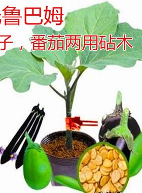 嫁接砧木种子托鲁巴姆