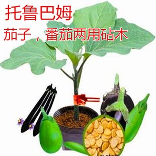 茄子砧木种子托鲁巴姆抗青枯病抗死棵抗病强野生茄子砧木四季种植