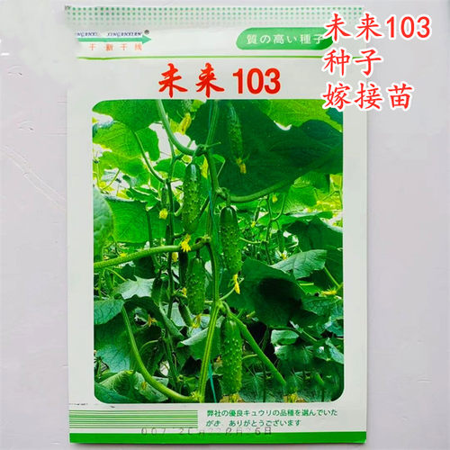 未来103高产大刺瘤旱黄瓜种子