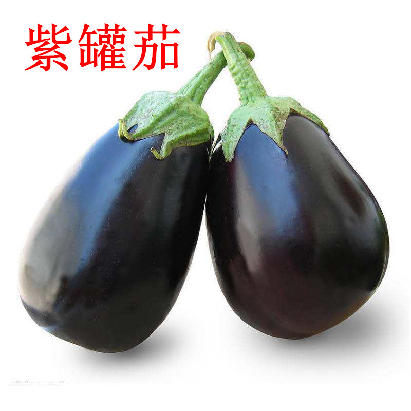 紫色罐茄种子牛心茄子种籽椭圆形高产抗病四季蔬菜庭院阳台包邮