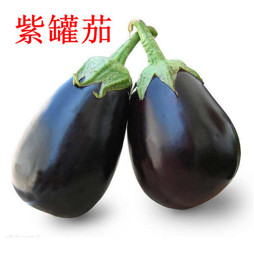 紫色罐茄种子牛心茄子种籽椭圆形高产抗病四季蔬菜庭院阳台包邮