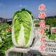 包邮 大白菜种子高产秋季 秋播冬储黄心高桩白菜种籽蔬菜抗病耐寒