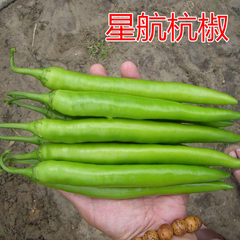杭椒种子美人椒辣椒种籽尖椒线椒辣度高四季蔬菜高产包邮星航杭椒
