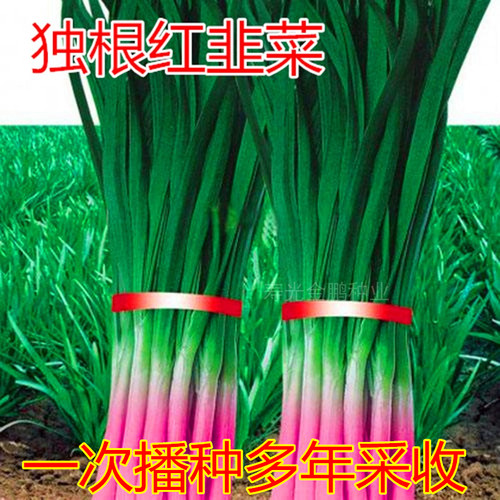 独根红韭菜种子多年生韭菜种籽紫根红根宽叶大叶耐热耐寒高产包邮
