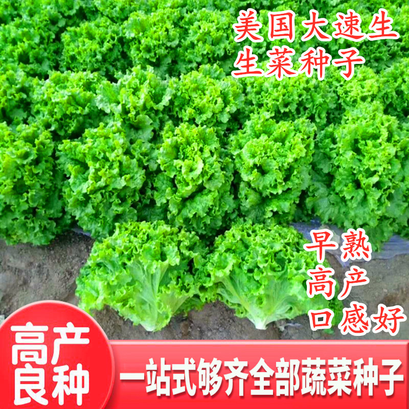 速生大叶生菜种子散叶细叶玻璃生菜种籽四季蔬菜青菜阳台庭院包邮