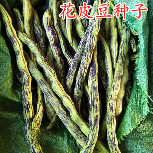 花皮豆角种子高产早熟无筋花皮豆种籽八月忙花豆角无筋架豆四季豆