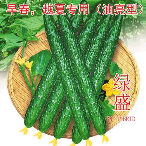 油亮型霜霉包邮改良绿盛黄瓜种子