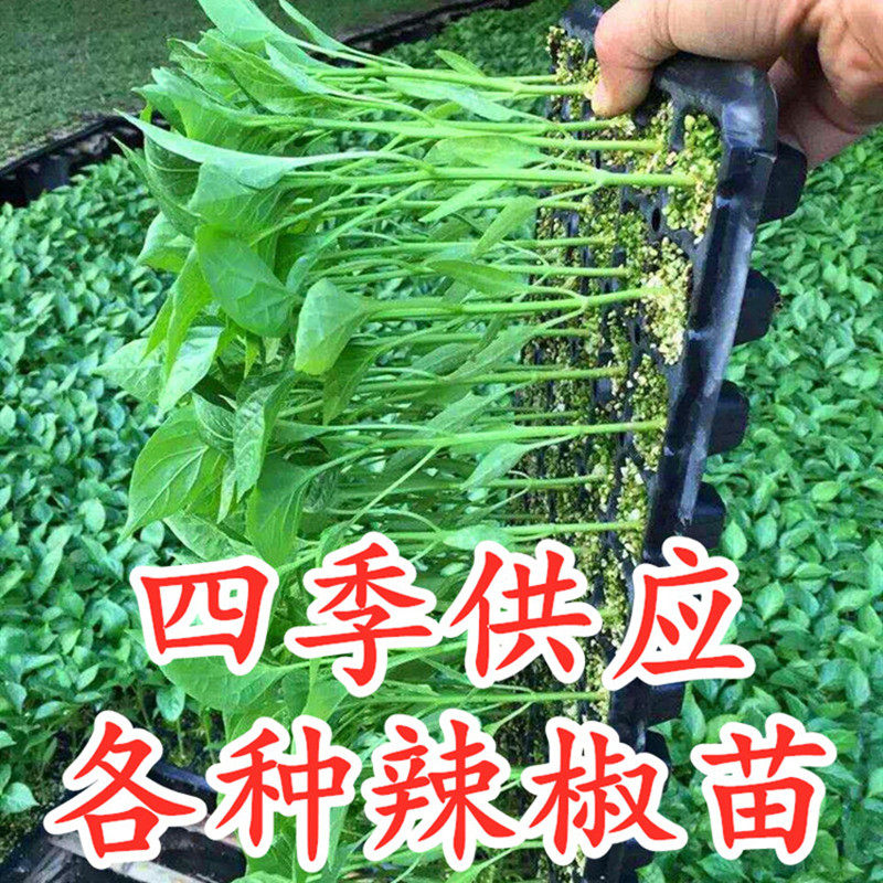 辣椒苗羊角椒线椒螺丝椒芜湖椒青椒薄皮椒皱皮椒苗子杭椒高产包邮