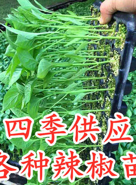 辣椒苗羊角螺丝芜湖高产包邮线椒