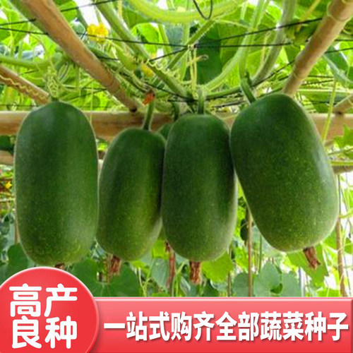 绿春迷你四季串铃庭院包邮小冬瓜