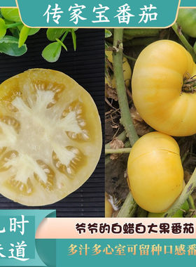 传家宝四季大白番茄种子