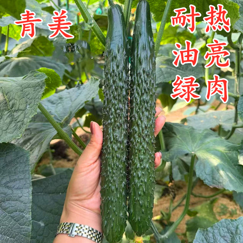 黄瓜种子黑油亮抗病耐热青瓜种籽密刺绿肉嫁接黄瓜苗秧苗种苗青美
