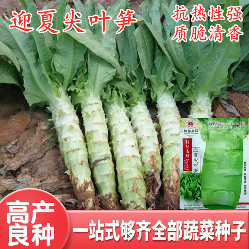 耐热大白尖叶莴笋种子莴苣种籽香笋耐抽苔春夏早秋种绿皮绿肉包邮