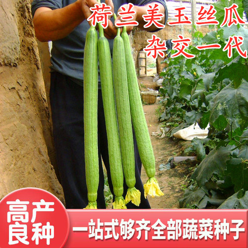 荷兰进口中绿四季包邮丝瓜种子