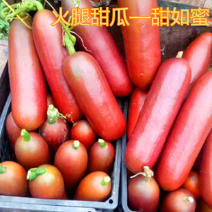 包邮 南美火腿甜瓜种子香如蜜香瓜种籽特色红香蜜礼品甜瓜四季 水果