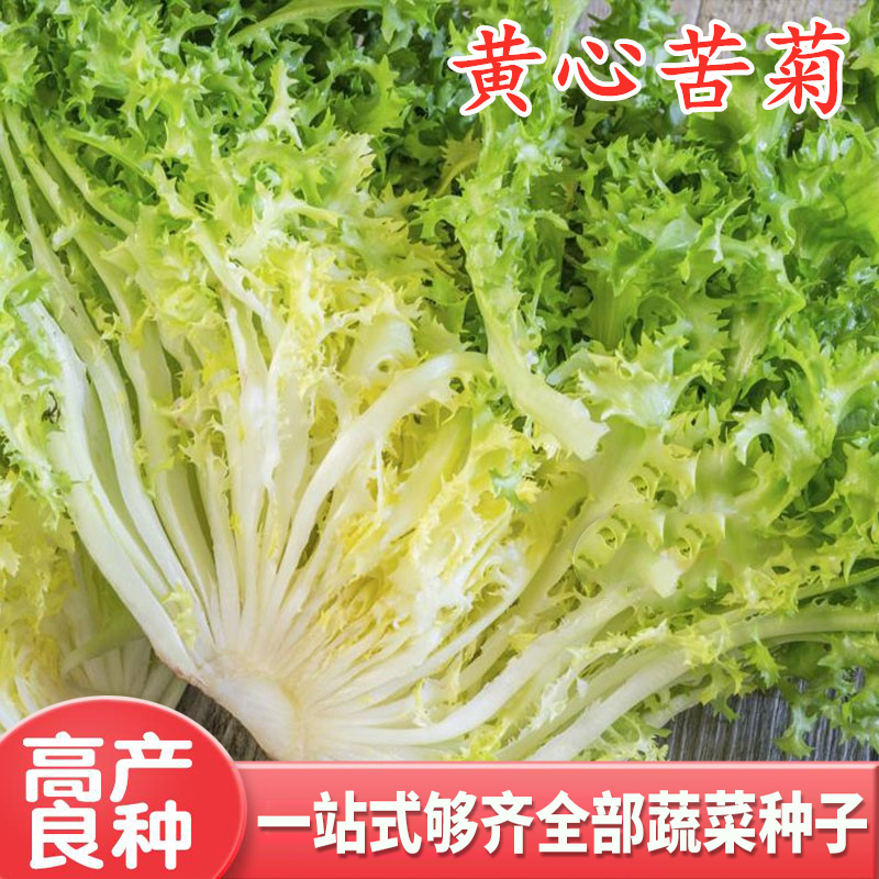 苦菊种子黄心苦苣种籽金花细叶生菜蔬菜耐热耐寒阳台四季盆栽包邮