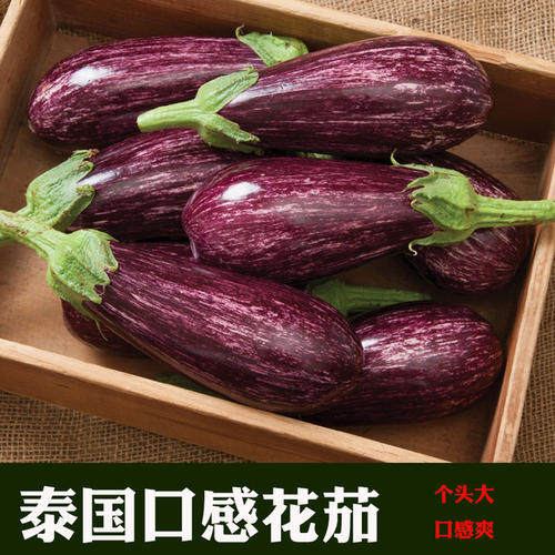 花茄种子泰国彩茄种籽长茄长丝竹茄金丝茄四季高产特色蔬菜包邮