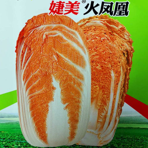 橘红鸡蛋黄四季包邮口感好白菜