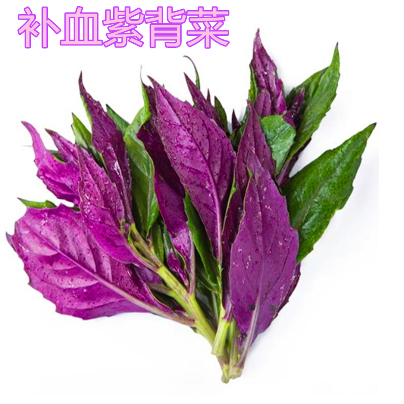 补血紫背菜种子观音菜血皮菜红背菜种子特色保健蔬菜种籽包邮-封面