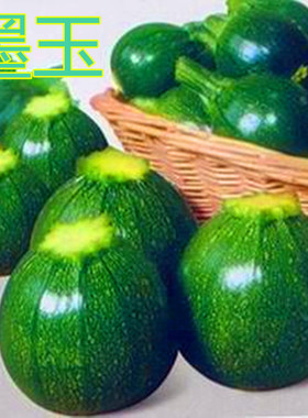 墨绿色圆形迷你小西葫芦种子嫩南瓜种籽无蔓无藤墨珠观赏食用墨玉