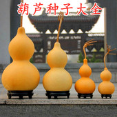 葫芦种子手捻文玩小葫芦种籽特色巨型大葫芦观赏酒葫芦爬藤 包邮