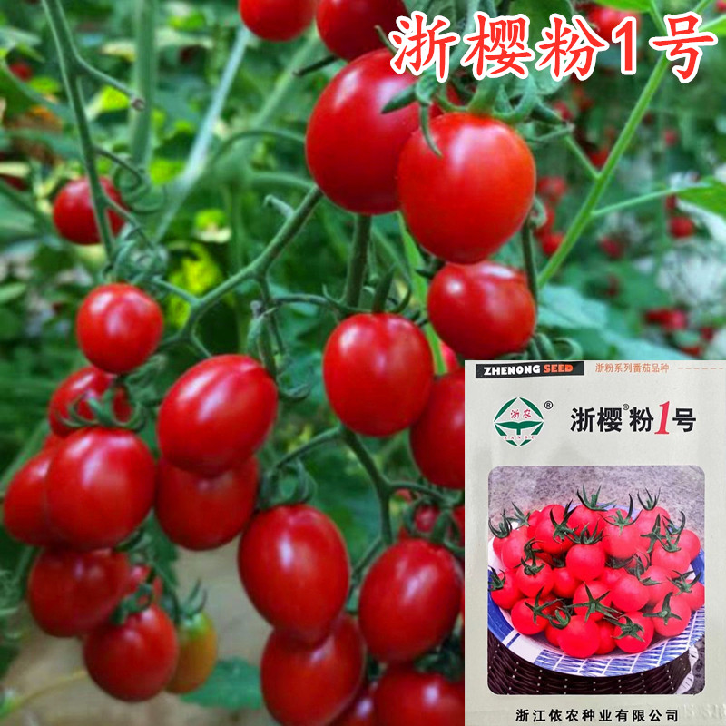 浙樱粉1号8号小番茄种子浙樱粉一号粉红樱桃圣女果种子四季蔬菜籽