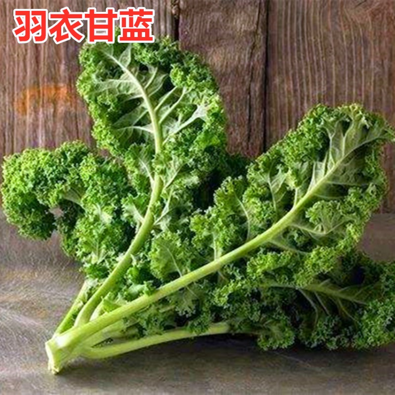 羽衣甘蓝种籽甘兰种籽散叶观赏食用盆栽蔬菜皱叶特色四季蔬菜包邮