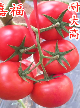 番茄种子西红柿种籽高产大粉番茄苗抗病耐寒四季蔬菜秧苗包邮嘉福