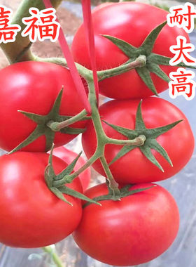 高产抗病耐寒大粉番茄种子种苗