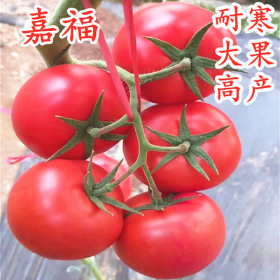 高产抗病耐寒大粉番茄种子种苗