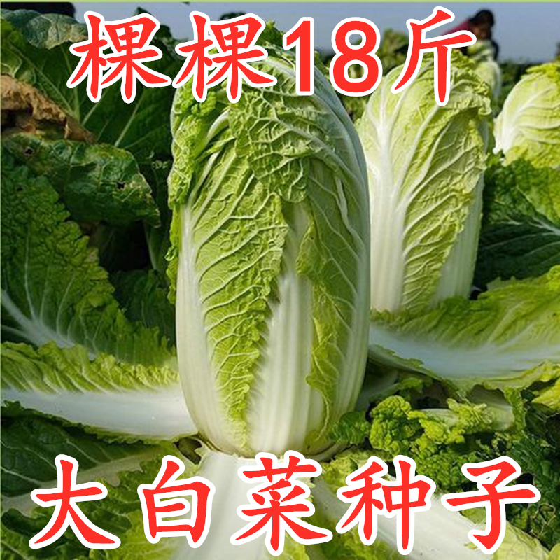 棵棵18斤大白菜种子白菜籽种大全夏播秋播冬储庭院大田蔬菜种子