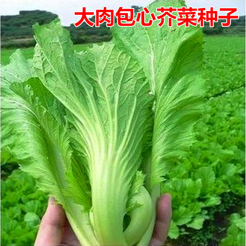 大肉包心芥菜种子 盖菜种籽 四川青菜种子叶用芥菜腌制酸菜泡菜,农用物资,蔬菜种子/种苗,淘宝优惠券,粉丝福利购,淘宝优惠卷
