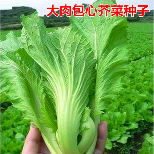 大肉包心芥菜种子 盖菜种籽 四川青菜种子叶用芥菜腌制酸菜泡菜
