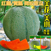 包邮 美花美琪网纹甜瓜种子红瓤黄瓤四季 水果香瓜种籽哈密瓜甜度高