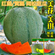 包邮 美花美琪网纹甜瓜种子红瓤黄瓤四季 水果香瓜种籽哈密瓜甜度高
