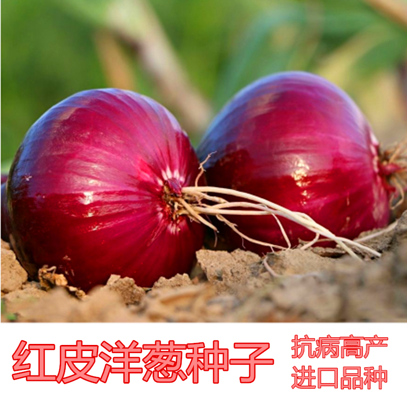 红皮洋葱种子高圆型紫皮圆葱春秋冬四季蔬菜高产大面积庭院包邮