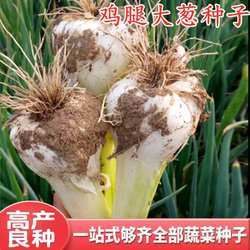 鸡腿大葱种子大头葱疙瘩葱种籽牛蹄葱章丘铁杆葱白粗四季蔬菜包邮