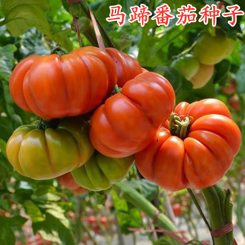 潮汕马蹄番茄种子牛排西红柿种籽