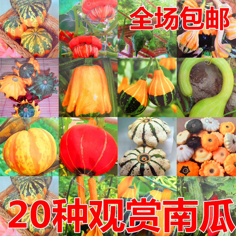 观赏南瓜种子特色迷你玩具小南瓜种籽蔬菜庭院观光观赏四季包邮