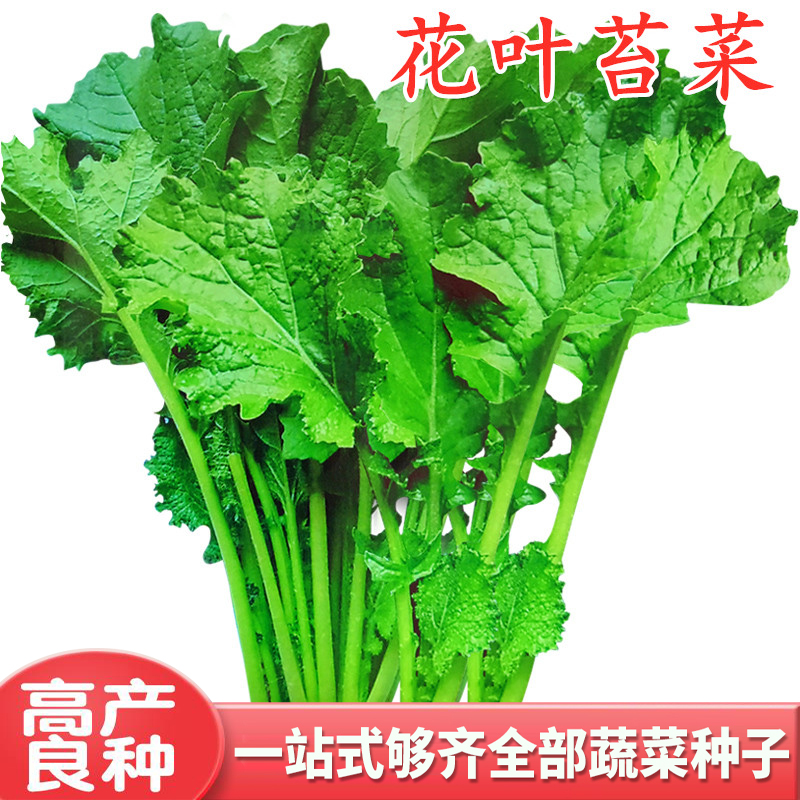 花叶苔菜种子青菜种籽耐寒蔬菜四季高产庭院大面积阳台口感好包邮