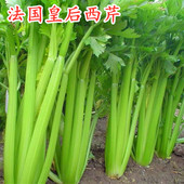 包邮 芹菜种子法国皇后西芹种籽实心无筋蔬菜籽四季 高产抗病口感好
