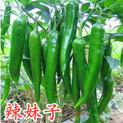 青红东北皮薄四季包邮辣椒种子