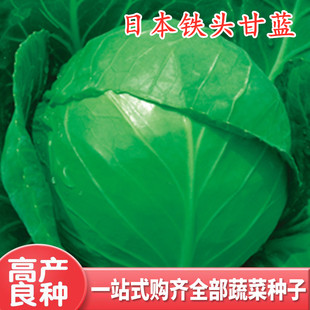 甘蓝种子日本铁头甘蓝种籽包菜卷心菜花莲白苗子四季蔬菜阳台包邮