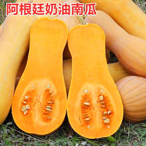 阿根廷奶油南瓜种子 甜糯板栗蜜本南瓜种籽高产特色蔬菜种子四季