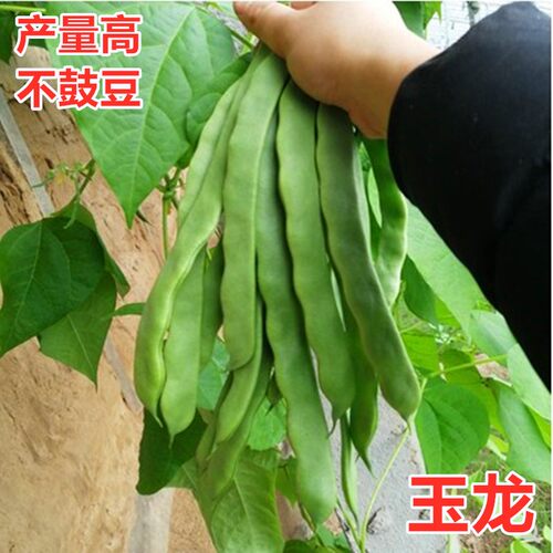 荷兰玉龙角架种籽早熟高产油豆